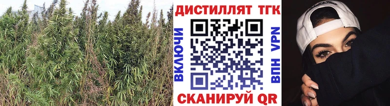 ТГК концентрат  сколько стоит  Злынка 