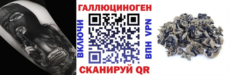 как найти закладки Злынка Галлюциногенные грибы Psilocybe